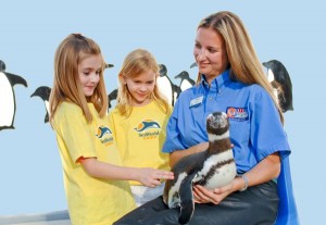 SeaWorld Campers Meet a Magellanic Penguin Hi Res
