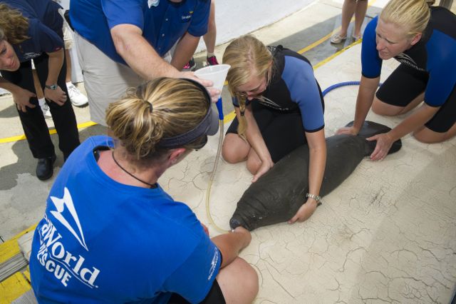 SeaWorld_Orlando_vets_gives_an_48-pound_calf_a_full_health_exam_upon_arriving_at_the_park.
