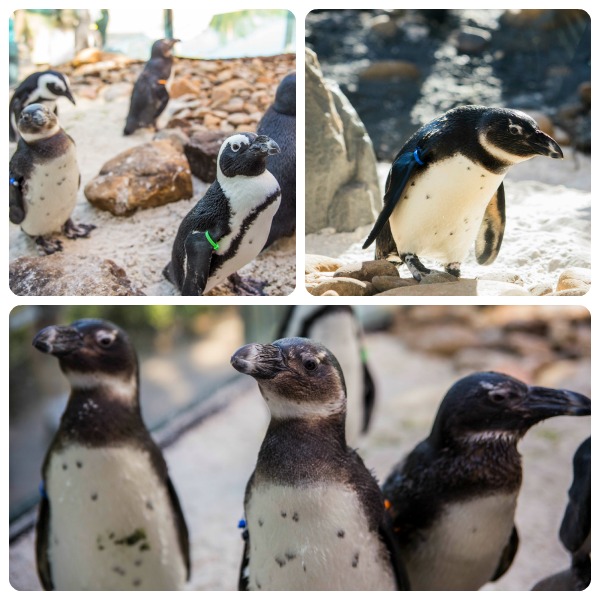 SeaWorld and Busch Gardens Highlight Endangered Species Day #savingspecies
