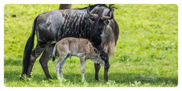 @BuschGardens Tampa Welcomes Baby Wildebeest
