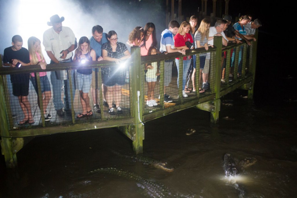 Beat The Heat And Experience Gator Night Shine At Gatorland