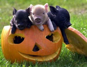 Halloween Swines