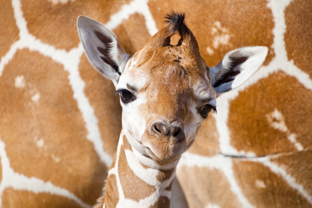 First Giraffe Baby of 2012 Born On Busch Gardens’ Serengeti Plain