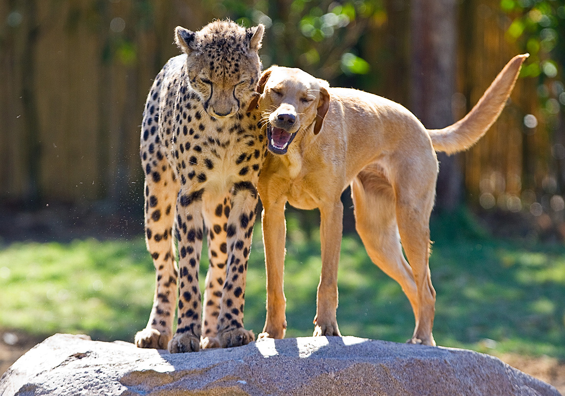 Busch Gardens Tampa Bay’s Baby Cheetah and Puppy Pal Celebrate First Anniversary Together