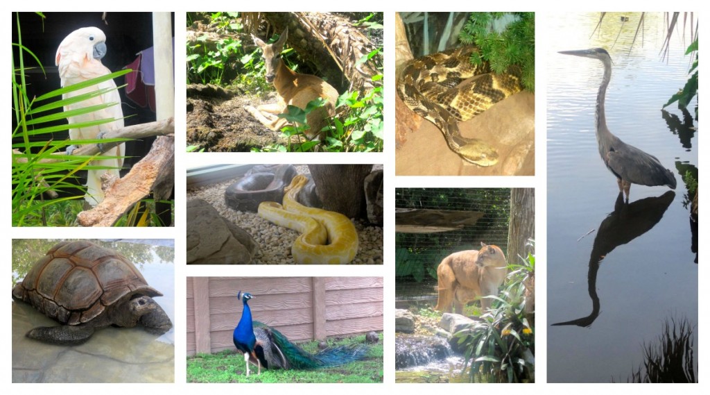 Animals at Gatorland