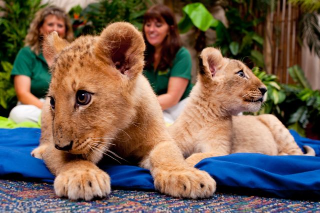 Busch Gardens Lion Cub Sisters