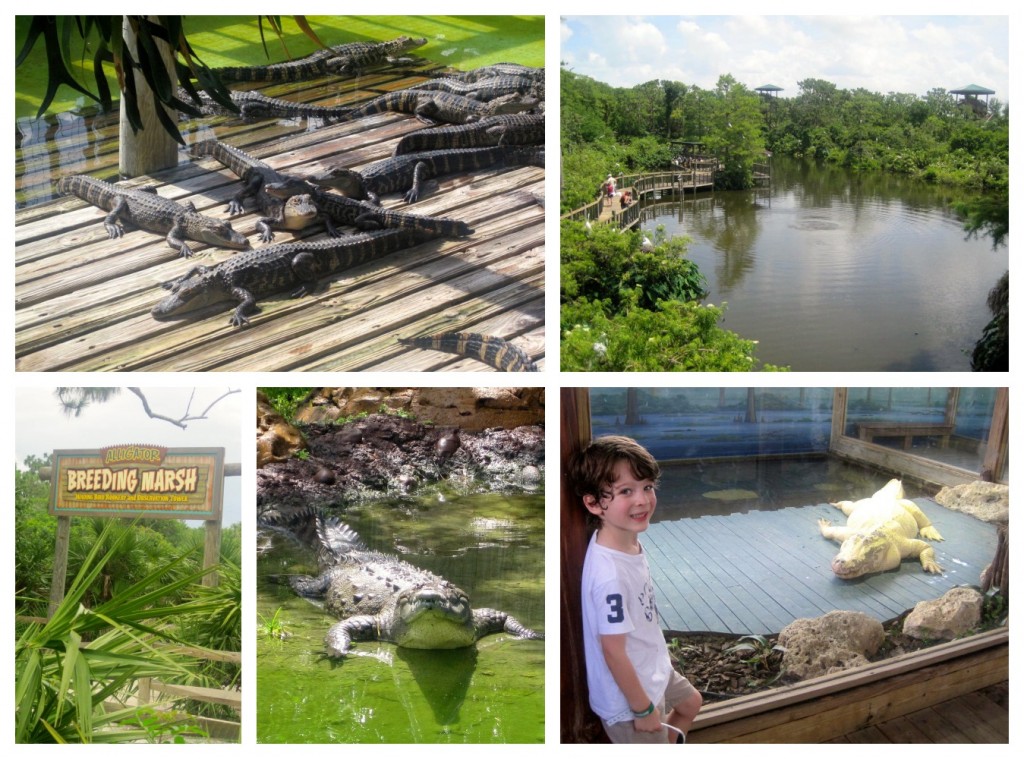 Gators and Croc.jpg