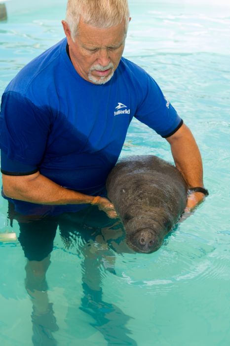SeaWorld-s Animal Rescue Team Helps Orphaned Baby Manatee Swim