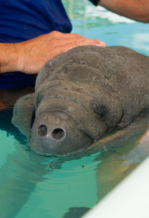 Up Close Shot of Rescued Orphan Manatee