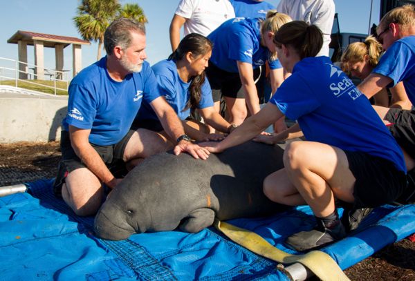 Manatee Dorothy-Gail is Returned to Florida Waters by SeaWorld Orlando (1)