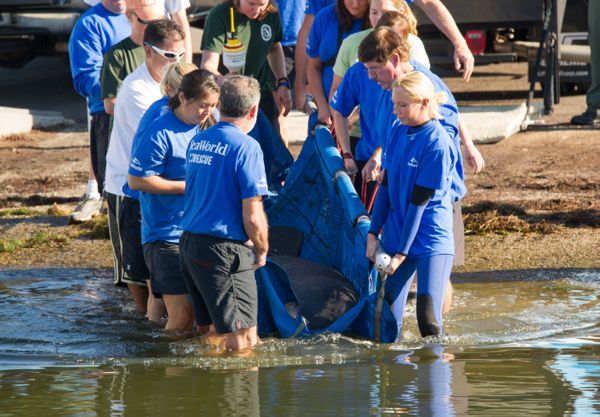SeaWorld Orlando Returns Manatee After Months of Rehabilitation (2)