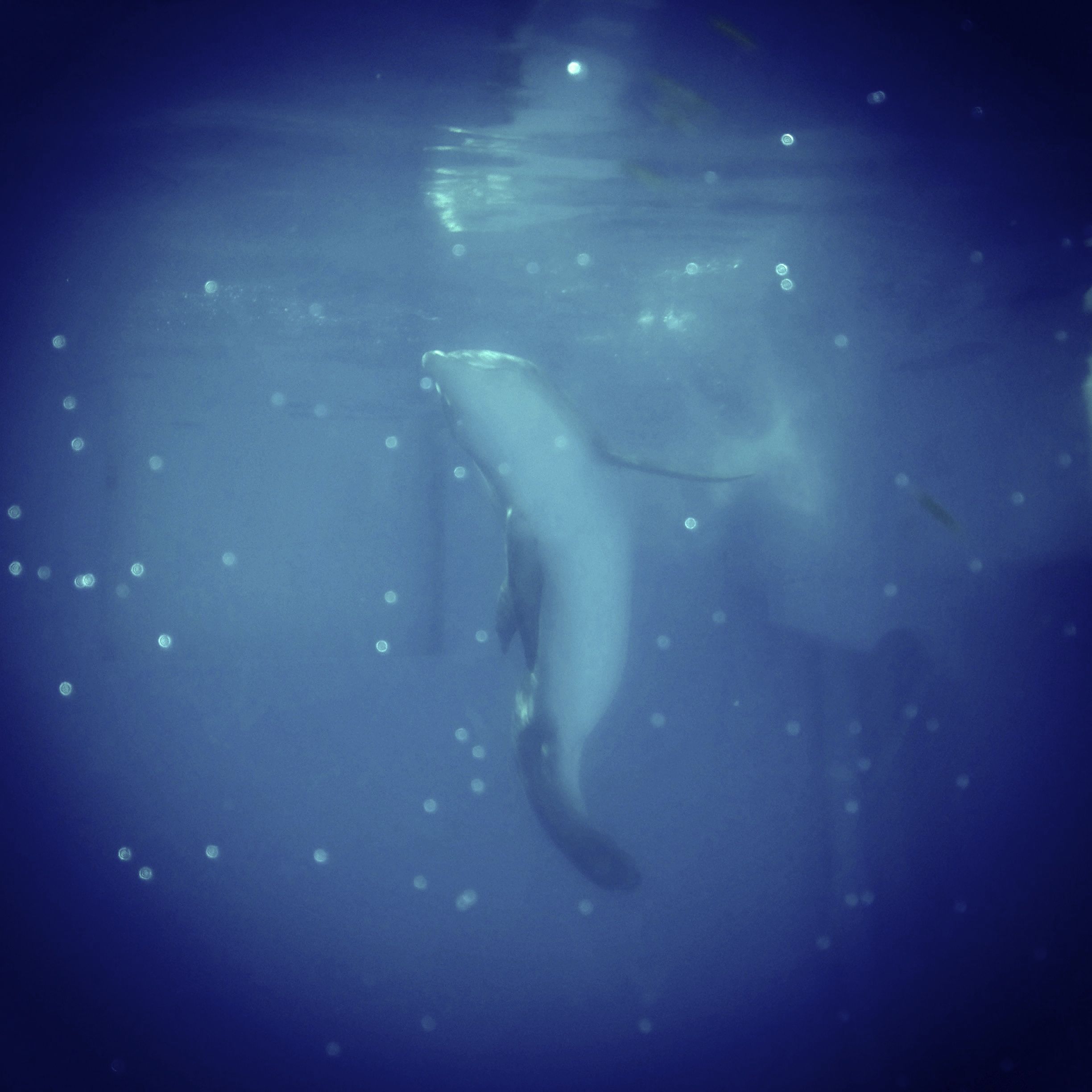 A Letter To Winter The Dolphin @CMAquarium