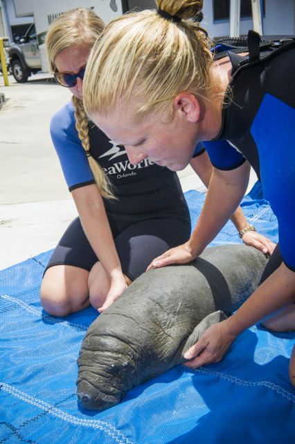SeaWorld_Animal_Care_Team_caring_for_orphaned_baby_manatee