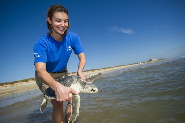 SeaWorld_Orlando_Returns_Kemp_s_Ridley_Sea_Turtle