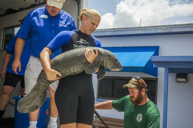The_two-week-old_female_arrives_at_SeaWorld_Orlando-s_animal_care_facility._