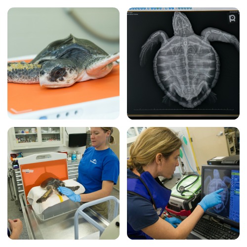SeaWorld’s Animal Rescue and Veterinarian Team conducting radiographs on rescued endangered sea turtle to further examine swollen right flipper.