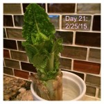 growing romaine hearts in water