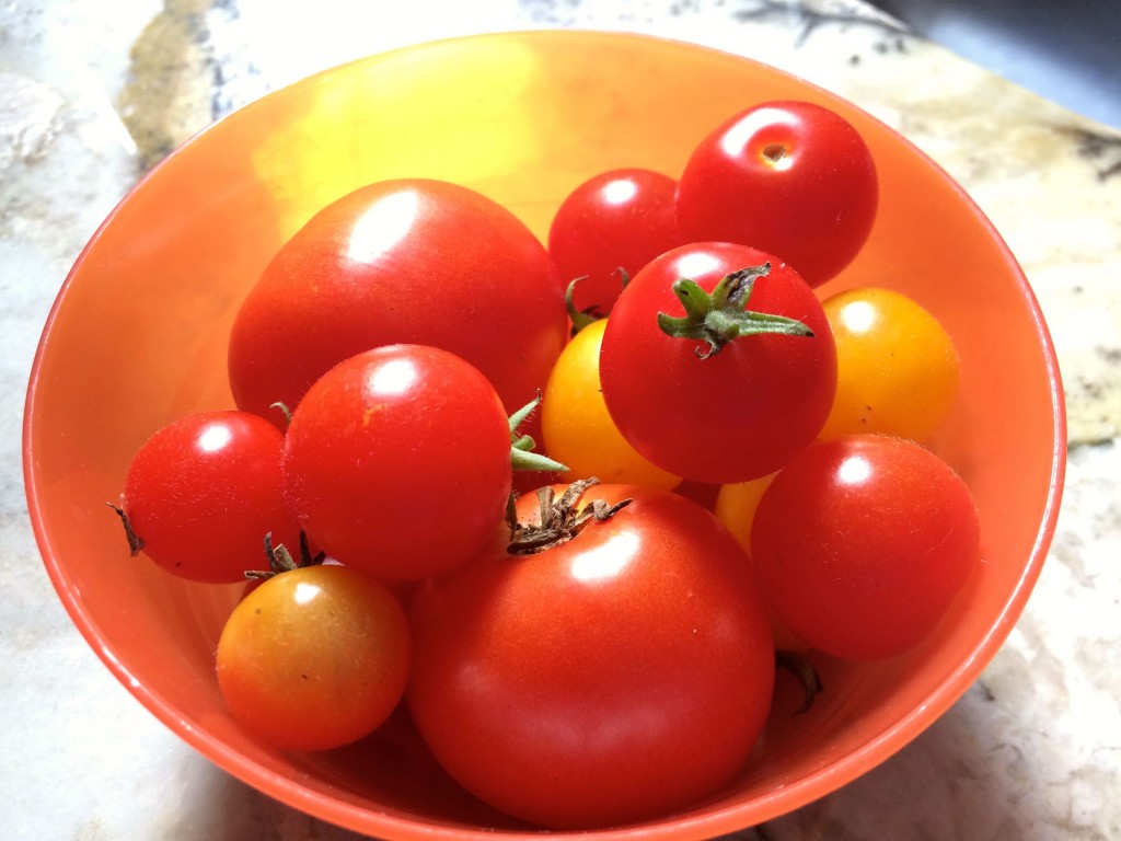 TomatoesFromGarden